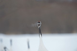 D4_3058F Japanse kraanvogel (Grus japonensis, Red-crowned crane).jpg
