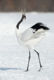 D4_2401 Japanse kraanvogel (Grus japonensis, Red-crowned crane).jpg