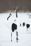 D4_2759F Japanse kraanvogel (Grus japonensis, Red-crowned crane).jpg