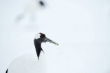 D4_2931 Japanse kraanvogel (Grus japonensis, Red-crowned crane).jpg