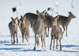 D40_5090F sikahert (Cervus nippon yesoensis).jpg