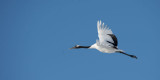 D4_6131F Japanse kraanvogel (Grus japonensis, Red-crowned crane).jpg