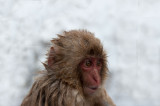 700_4835F Japanse makaak (Macaca fuscata, Japanese macaques).jpg