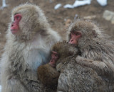 D40_2458F Japanse makaak (Macaca fuscata, Japanese macaques).jpg