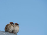 D4_0868F Japanse ringmus (Passer montanus, Japanese tree sparrow).jpg