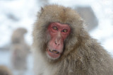 D4_3735F Japanse makaak (Macaca fuscata, Japanese macaques).jpg