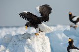 D4_5053F stellers zeearend (Haliaeetus pelagicus, Steller's sea eagle).jpg