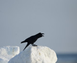 D40_5458F dikbekkraai (Corvus macrorhynchos japonensis, Large-billed crow).jpg