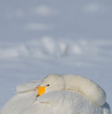 D4_0647F wilde zwaan (Cygnus cygnus, Whooper swan).jpg
