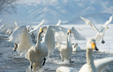 D4_0776F wilde zwaan (Cugnus cygnus, Whooper swan).jpg