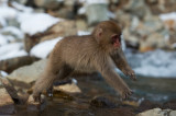 D4_3451G Japanse makaak (Macaca fuscata, Japanese macaques).jpg