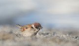 D4_0590F Japanse ringmus (Passer montanus, Japanese tree sparrow).jpg