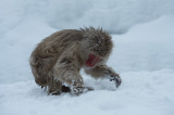 D4_2499F Japanse makaak (Macaca fuscata, Japanese macaques).jpg