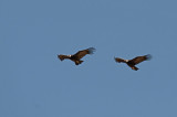 c300_5496G andescondor (Vultur gryphus).jpg