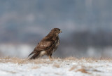 300-2663F buizerd (Buteo buteo, Buzzard).jpg