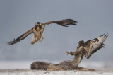 700_9812F buizerd (Buteo buteo, Buzzard).jpg