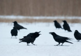 700_0670F raaf (Corvus corax, Northern raven).jpg