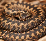 700_2190F adder (Vipera berus, Common European Adder).jpg