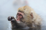 D4_3111F Japanse makaak (Macaca fuscata, Japanese macaques).jpg