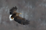 D40_3360F zeearend (Haliaeetus albicilla, White-tailed sea eagle).jpg