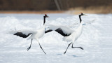 D40_5400F Japanse kraanvogel (Grus japonensis, Red-crowned crane).jpg