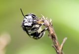 White Faced Bee