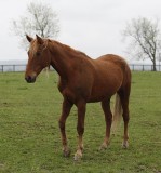 4808  ?  solid chestnut.  light spot on inside of right hind leg.