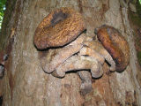 Virgin forest