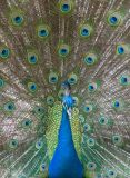 peacock_01.jpg