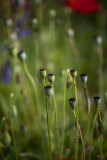Going to seed