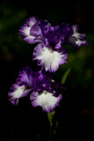 Purple Iris