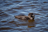 Musk Duck (male)