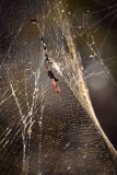 Backlit Golden Orb web