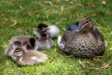 Australian Wood Duck