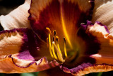 Day Lily