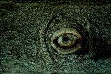 Eye in the tree