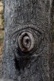 Eye in the tree original