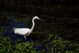 White Egret