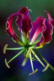 Gloriosa Rothschildiana