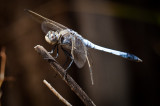 Blue dragonfly