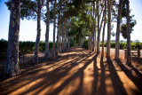 Country road, lengthening shadows