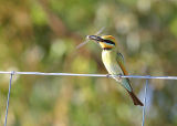 Rainbow Bee-Eater with dinner