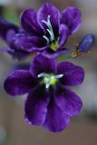 Sparaxis grandiflora