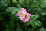 Wild rose in the hedgerow