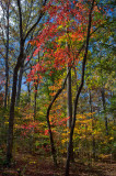 Trail to the Falls