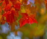 A Year for Colors