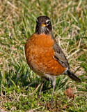 Portrait of a Robin