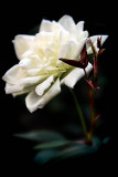Beautiful White Rose