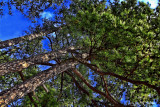 PINE