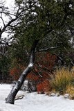 CHRISTMAS DAY SNOW